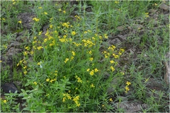 Hymenatherum tenuifolium